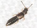 Carpelimus pusillus